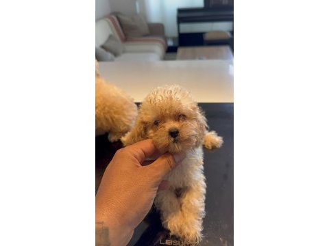 Toy poodle dişi