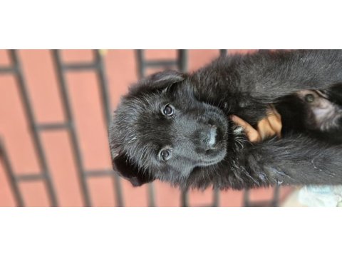 Fci scr alman çoban köpeği