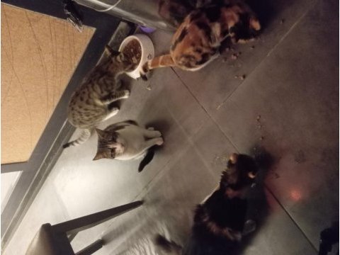 Ücretsiz kedimizi sahiplendirme