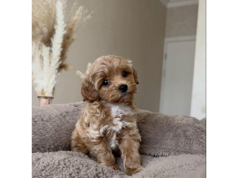 Maltipoo safkan köpekler