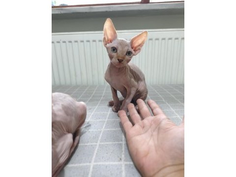 Naked beauty sphynx cattery