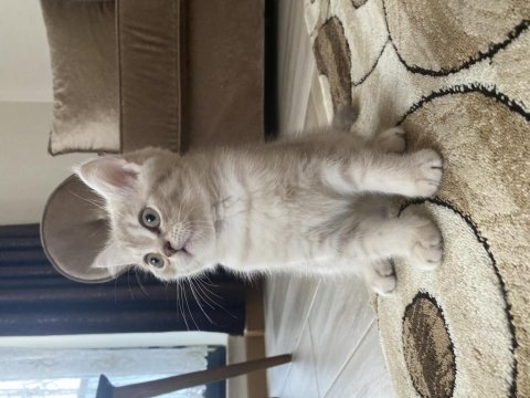 British shorthair kızımın yavrusu