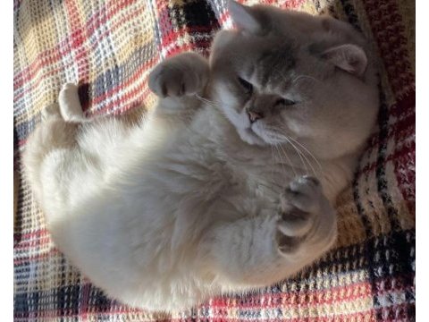 2 yaş erkek british shorthair sahiplendirilecektir