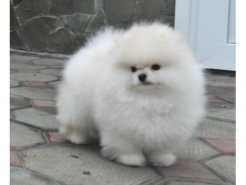 Aşık olacağınız kalitede zirve bir pomeranian erkeğimiz