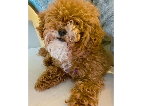 9 aylık dişi toy poodle