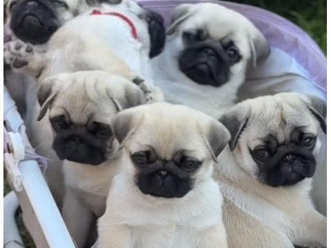 Pug yavrular