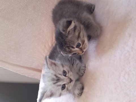 30 günlük british shorthair bebeklerim
