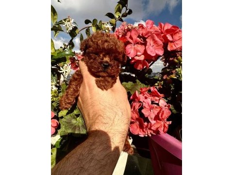 Kore mikro dark brown poodle