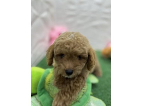 Erkek dişi üst kalite maltipoo köpekler