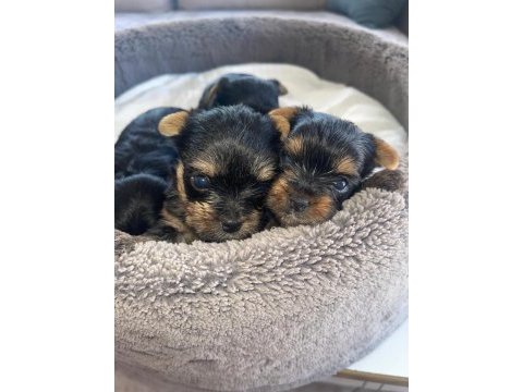 Erkek ve dişi safkan yorkshire terrier bebekler