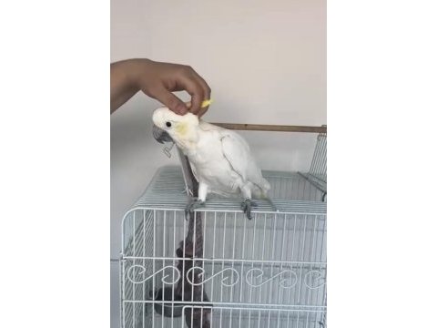 Evcil konuşan çok güzel erkek kakadu