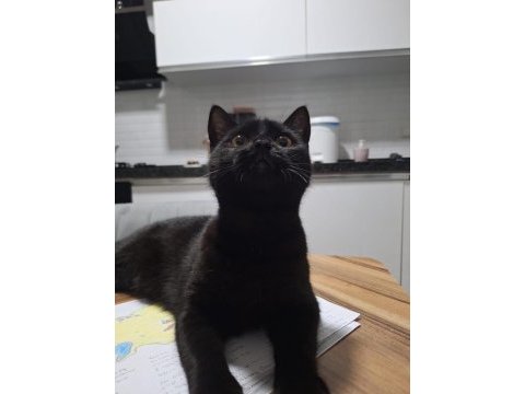 Acil yuva arayan siyah tekir dişi