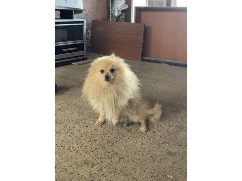 Pomeranian spitz 1.5 yaşında erkek