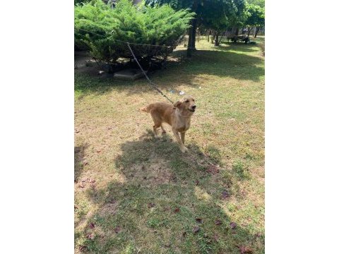 Sevecen 1 yaşında golden retriever kız