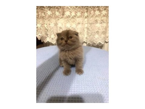 Yavru kediler sütten kesilmiş yaş ve kuru mama yiyor