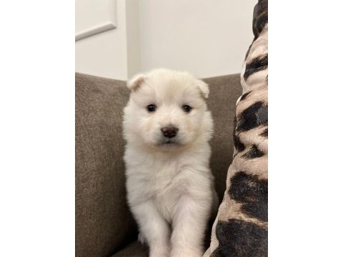 Samoyed kartopu bebekler