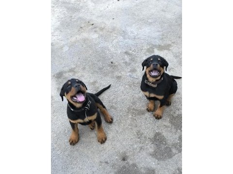 Üst kalite dev rottweiler yavrular
