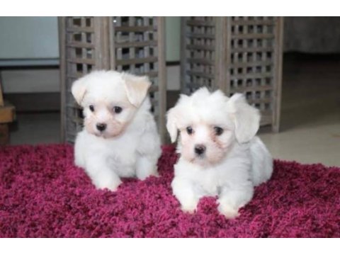 Maltese terrier teacup minik patiler