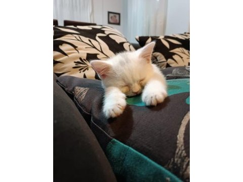İnsan aşığı british shorthair