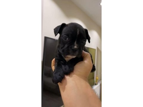 Fransız bulldog dişi yavrular - balıkesir, bursa