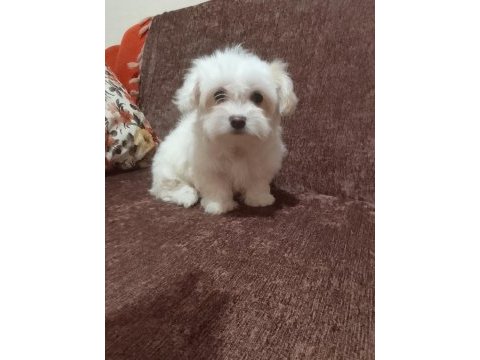 2 aylık maltese bebeklerimiz