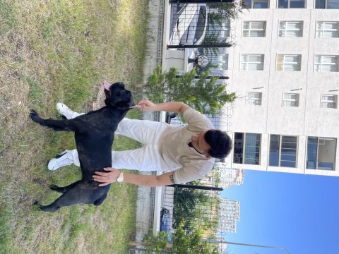 Cane corso brindle