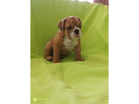 Tuvalet eğitimli ingiliz bulldog yavrumuz