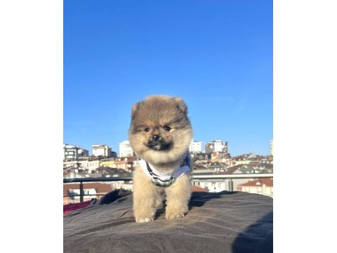 Ayı surat pomeranian boo yavrular