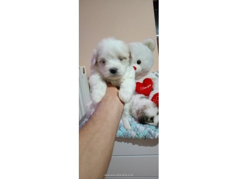45 günlük maltese terrier bebekler