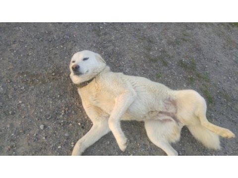 Anne köpeğimiz ve iki kızına ömürlük yuva arıyorum