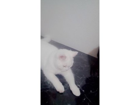 Yavru british shorthair 5 aylık
