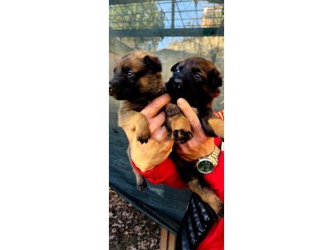 %100 ırk garantili belçika malinois yavrularımız