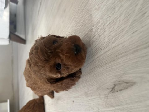 Teslime hazır poodle bebeklerimiz