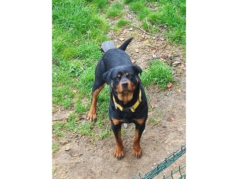 2 yaşında erkek rottweiller
