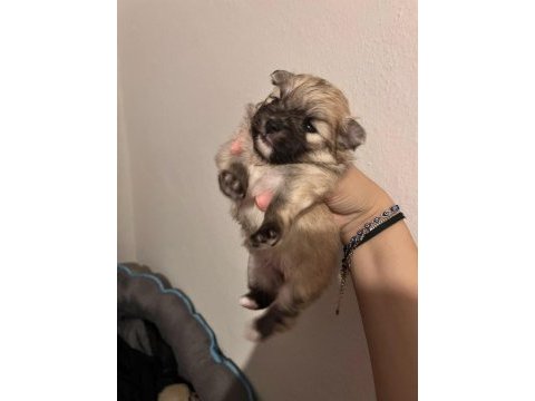 Pomeranian boo teddy bear