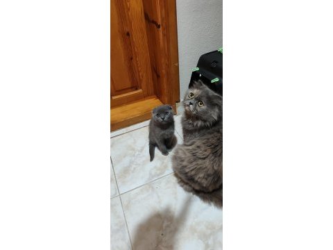 Anne ve yavruları kediler