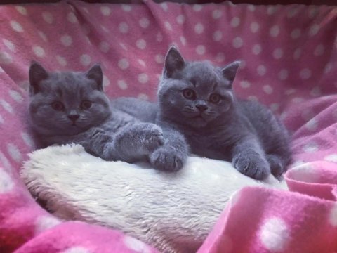 British shorthair yavruları