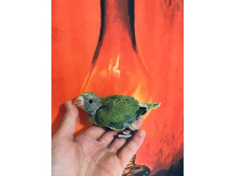 Bebek pakistan papağanı el besleme