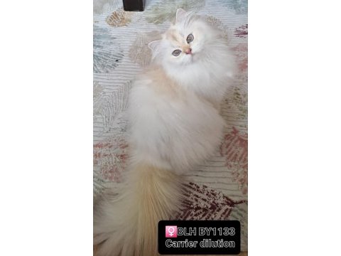 Secereli british longhair yetişkin dişi by1133