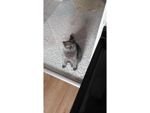 Scottish fold erkek