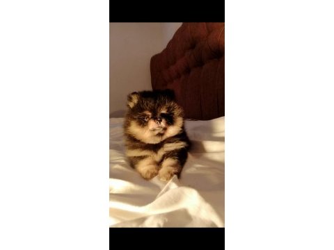 Pomeranian boo