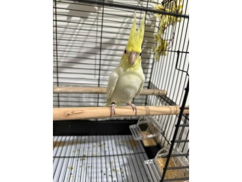 3 aylık sultan papağanı bebek