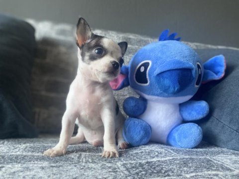 Kg garantili teacup chihuahua erkek