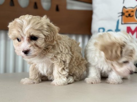 Ruhsatlı çiftlilde ziyarete açık kore tea cup maltipoo