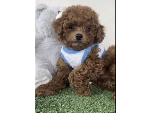Toy poodle sağlıklı köpeğim