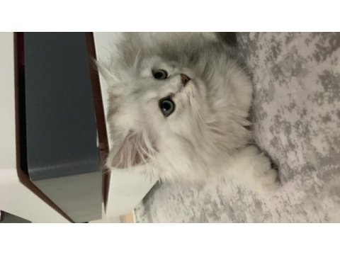 9 aylık oyuncu british longhair oğlumuz