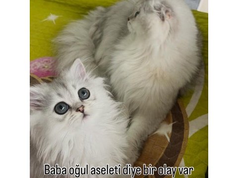 Scottish fold ve straight bebeklerim 65 günlük oldular