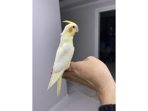 Yeni yuvasını arayan sultan bebekler