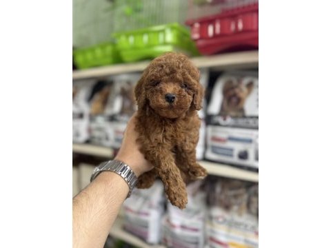 Toy poodle kg garantili yavrularımız