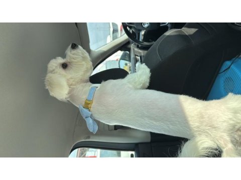 Maltese terrier 7 aylık